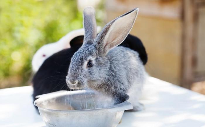 Do Rabbits Drink Water?