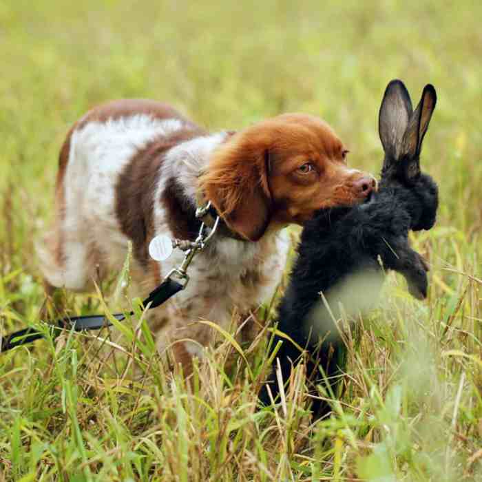 Can Dogs And Rabbits Get Along?