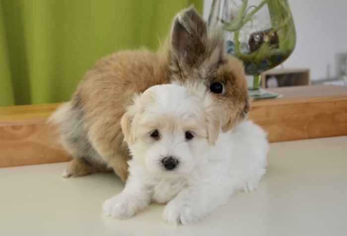 Do Rabbits And Dogs Get Along? terbaru