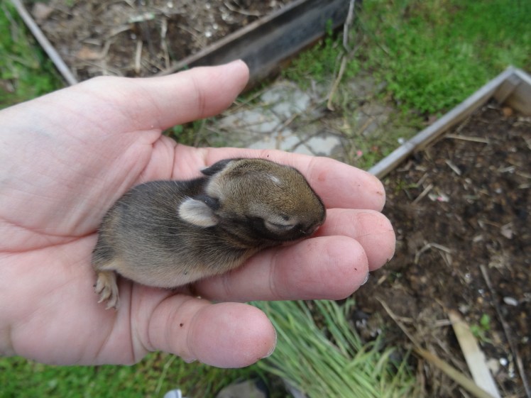 rabbit baby rabbits feeding her mommy breast