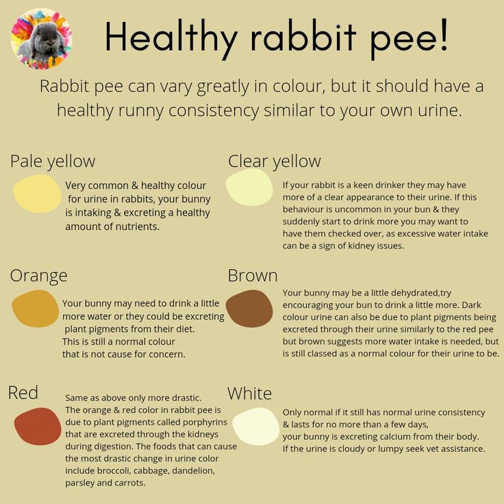 Why Does Rabbit Pee After Digging? terbaru