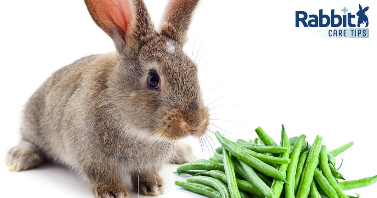 Can Rabbits Eat Green Beans?