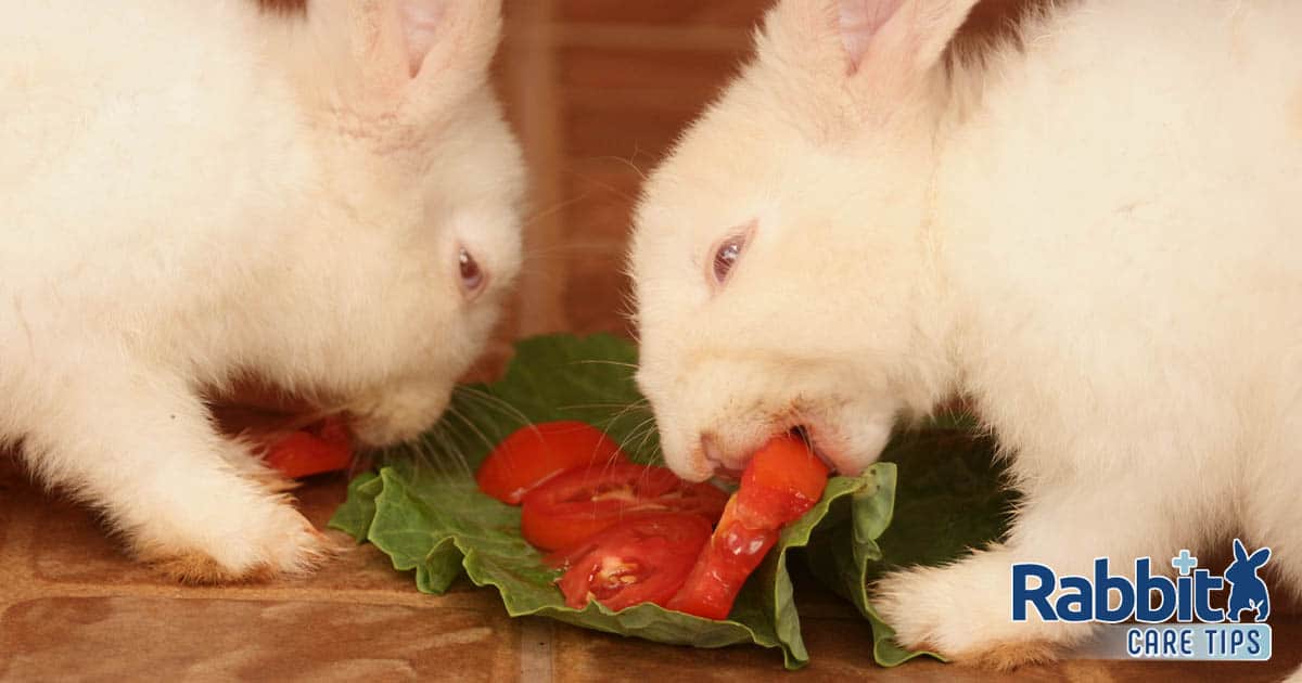 Can Rabbits Eat Tomatoes?