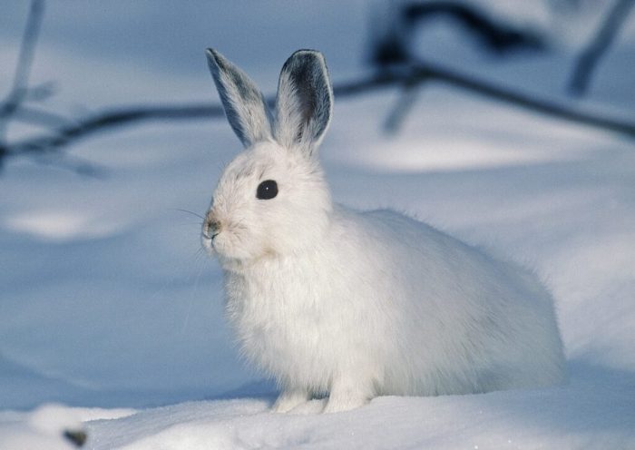 What Does Wild Rabbits Eat In Winter? terbaru