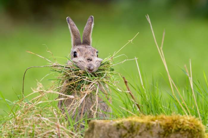 animals rabbits grass eating rabbit wallpaper food brown hd daytime during