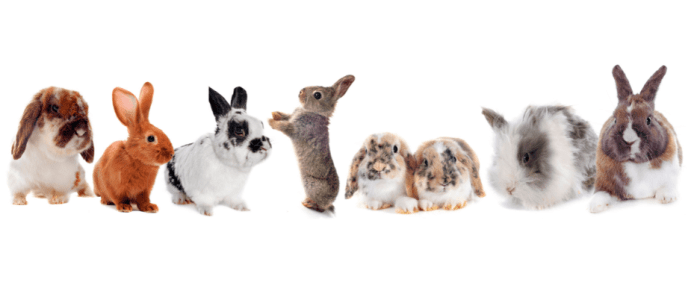 What Is A Herd Of Rabbits Called? terbaru