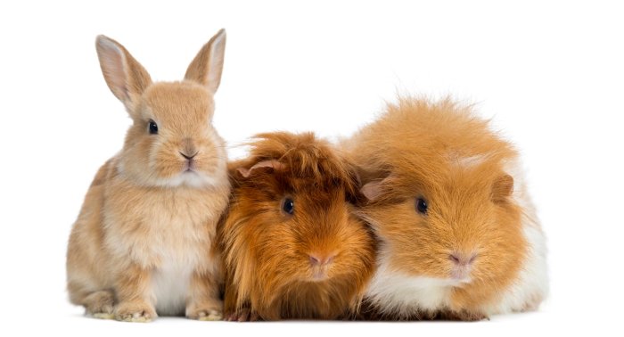 Do Rabbits And Guinea Pigs Get Along?