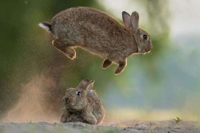 rabbit jump vertically high