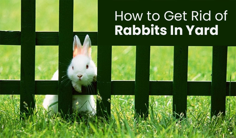 How to Get Rid of Rabbits in Yard? terbaru