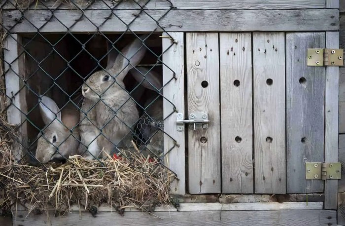 How Do I Keep My Rabbit Warm In Winter?