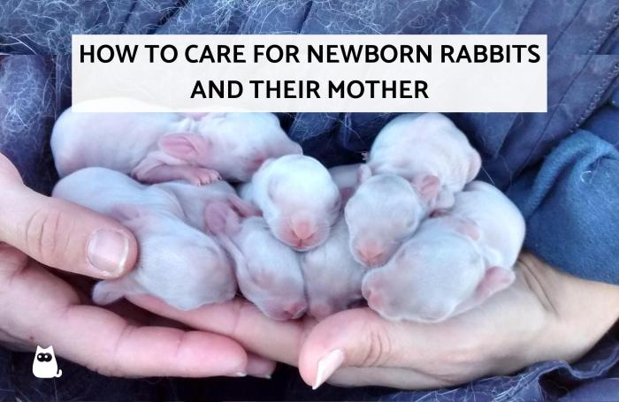 How To Care For A Newborn Rabbit?