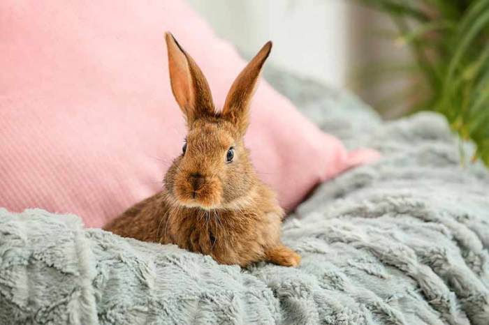 Are Rabbits Hypoallergenic? terbaru