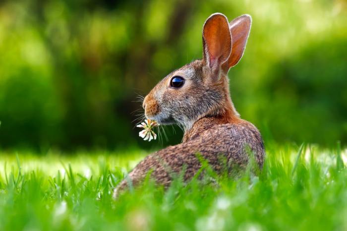 Is A Rabbit A Herbivore? terbaru