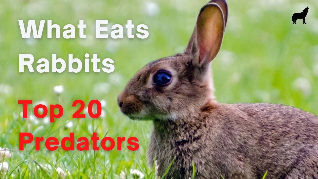 rabbits eat do feeding