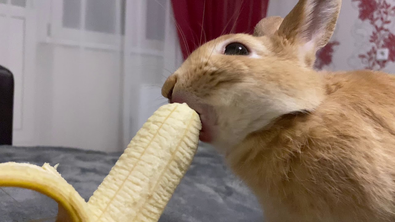 Can Rabbits Eat Bananas?