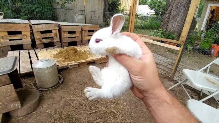 How To Raise Rabbits For Meat?