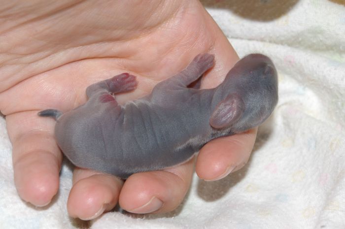 What Do Newborn Rabbits Look Like? terbaru