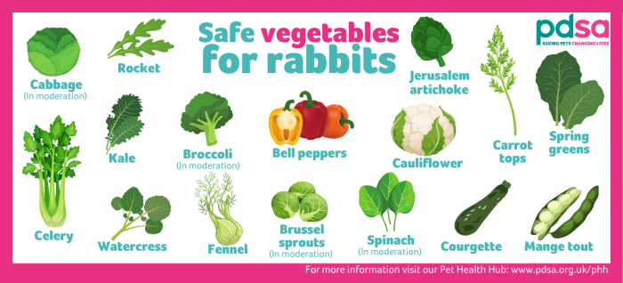 What Vegetables Can Baby Rabbits Eat?