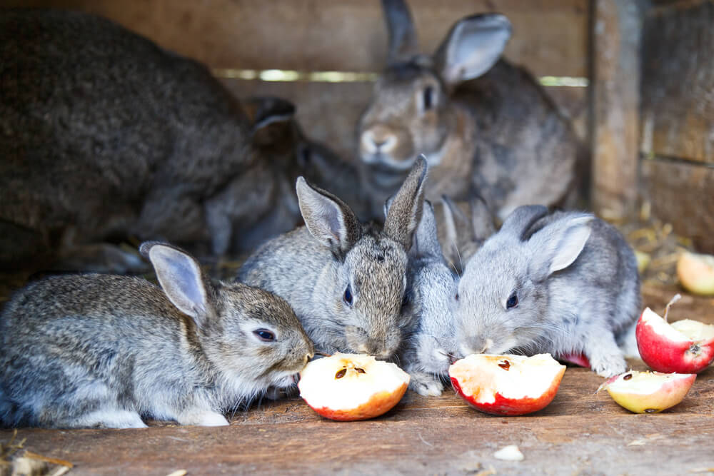 Do Rabbits Eat Apples? terbaru