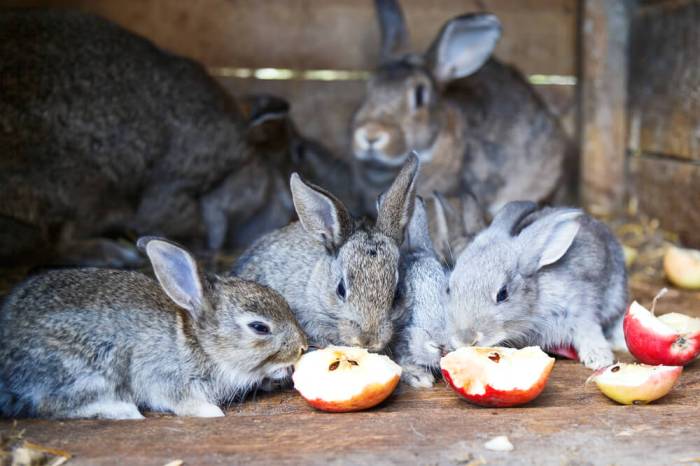 Will Rabbits Eat Apples?