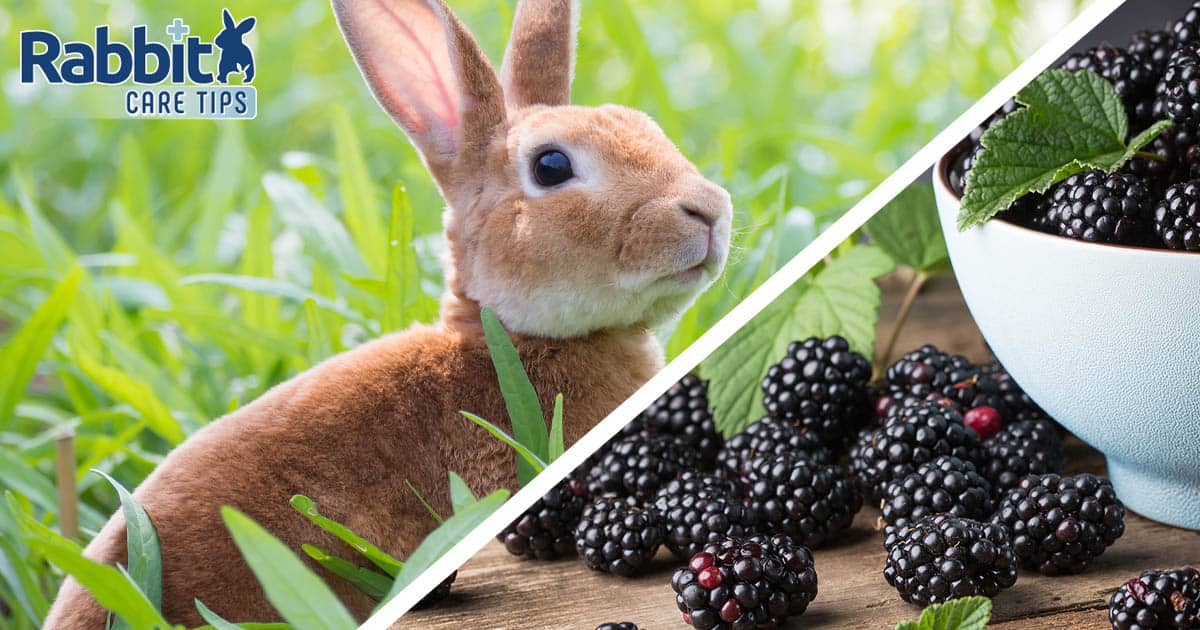 Can Rabbits Eat Blackberries? terbaru