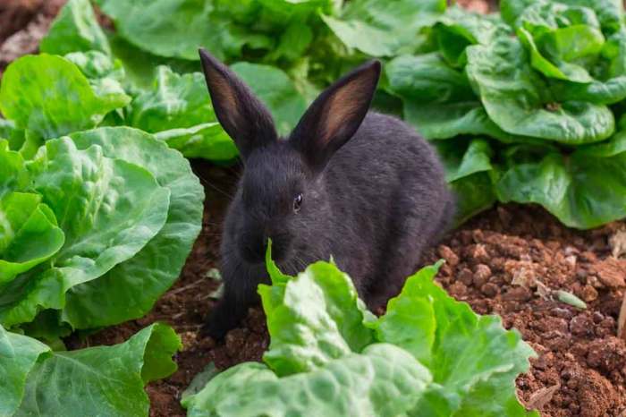 cabbage rabbits