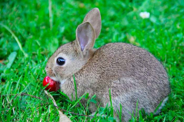 Can Rabbits Have Cherries?