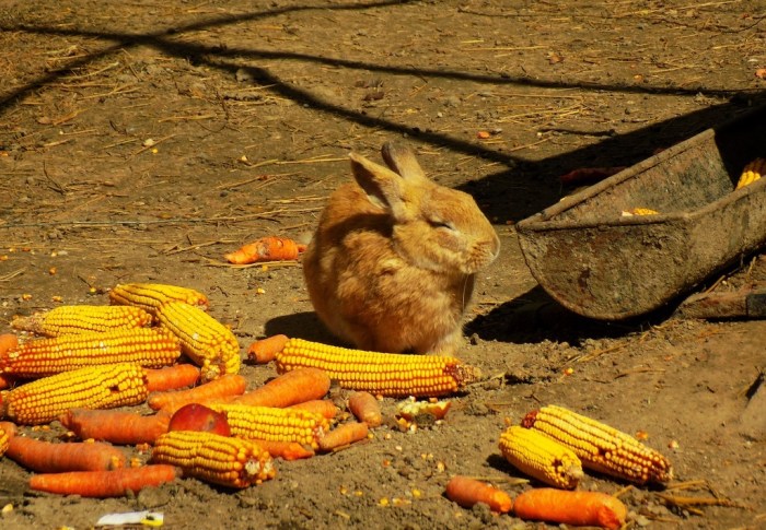 Can A Rabbit Eat Corn?