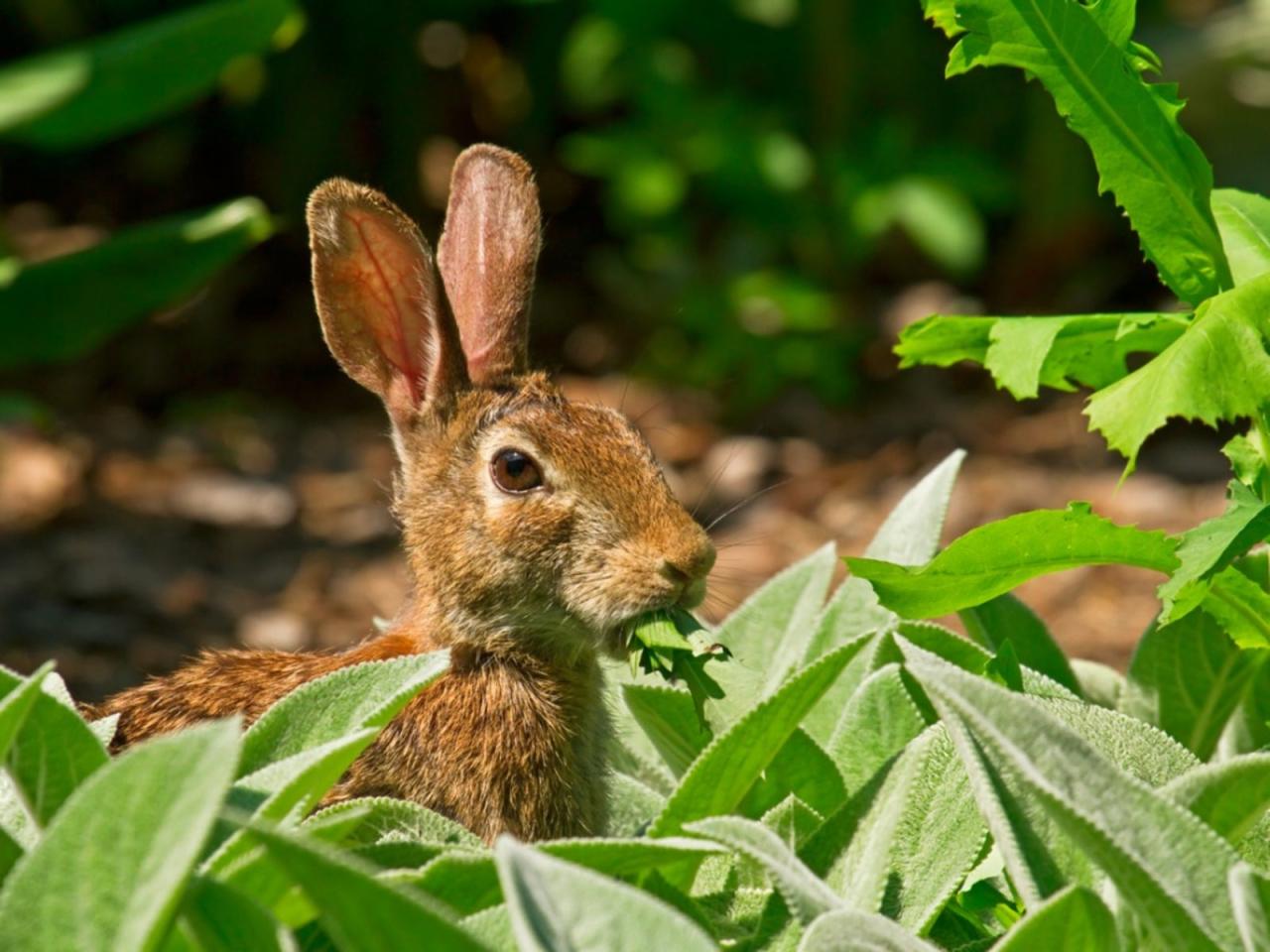 How to Keep Rabbits from Eating Plants?