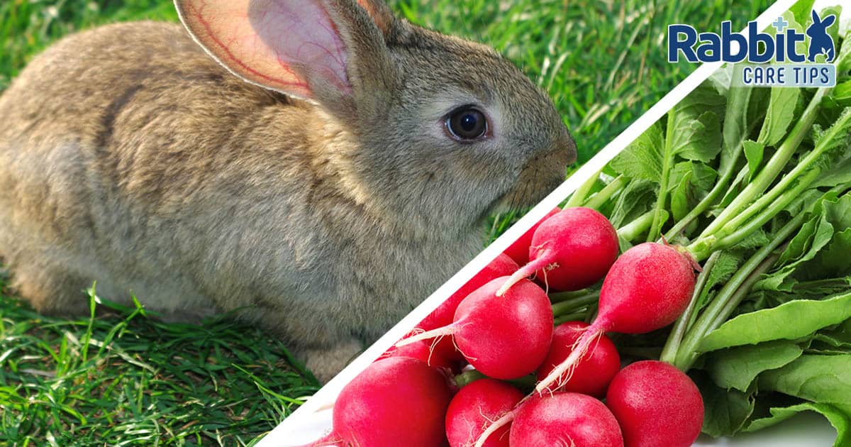 Can Rabbits Eat Radishes?