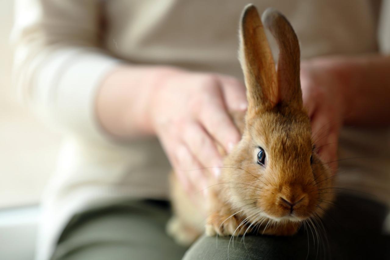 How to Have a Rabbit Becoming Friendly?