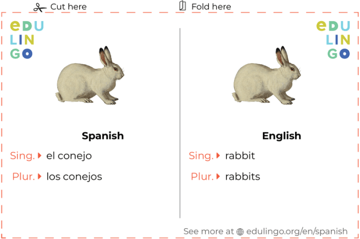 How To Say Rabbit In Spanish? terbaru