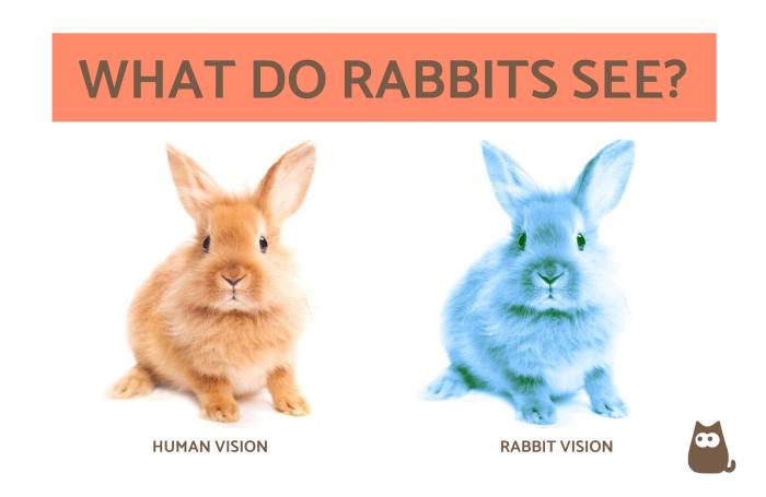 What Does It Mean When You See A Rabbit?