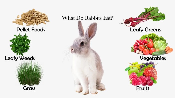 What Can I Feed Wild Rabbits? terbaru