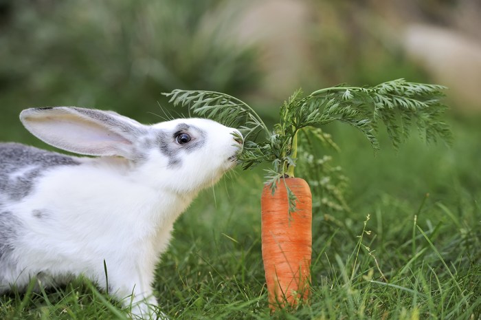 Should Rabbits Eat Carrots?