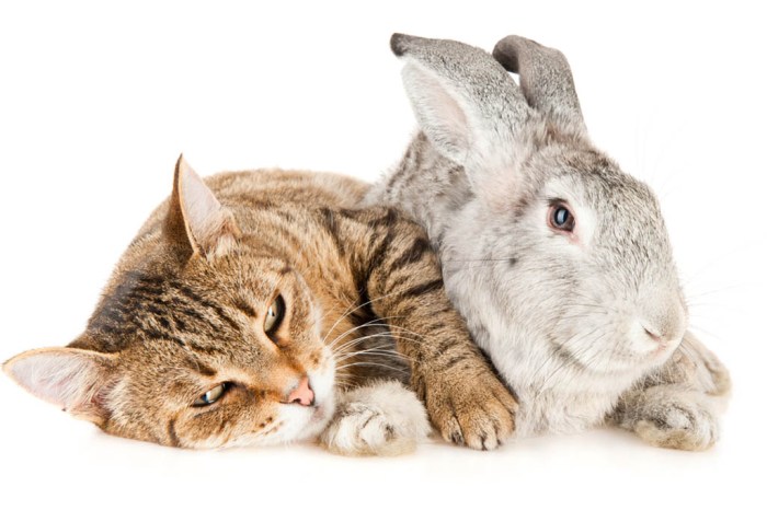 Can A Cat And Rabbit Mate?