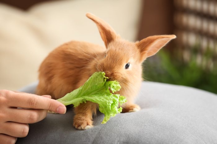 What To Feed Baby Rabbits?