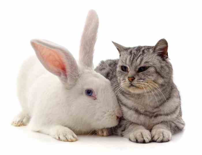 Do Cats Get Along With Rabbits? terbaru