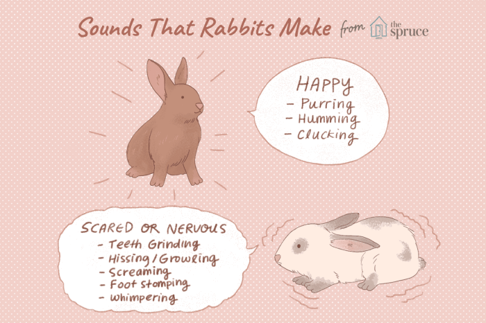 What Sounds Do Rabbits Make?