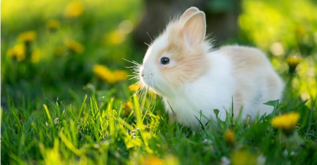 What Is a Young Rabbit Called? terbaru