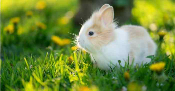 What Is A Young Rabbit Called?