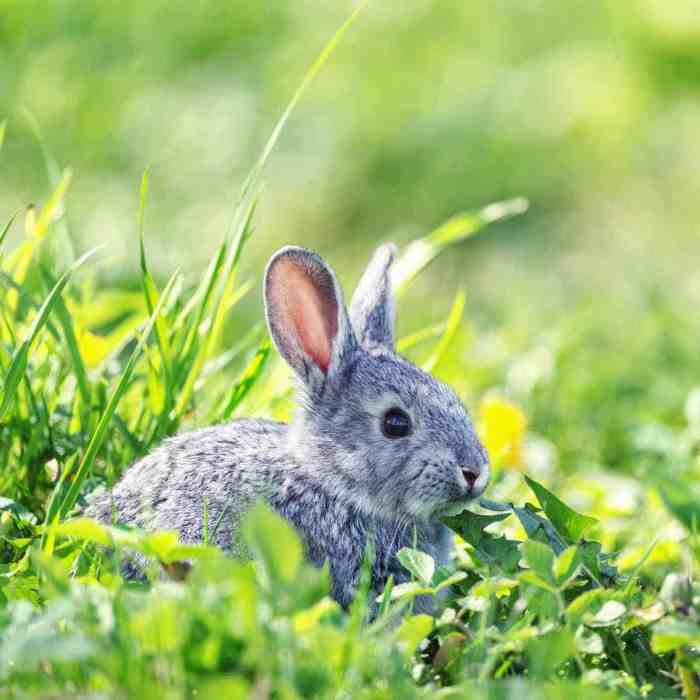 How To Stop Rabbits Eating Plants?