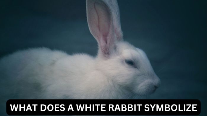 What Do White Rabbits Symbolize?