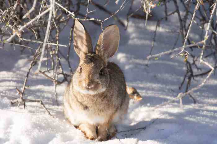 What Do Wild Rabbits Eat In The Winter? terbaru