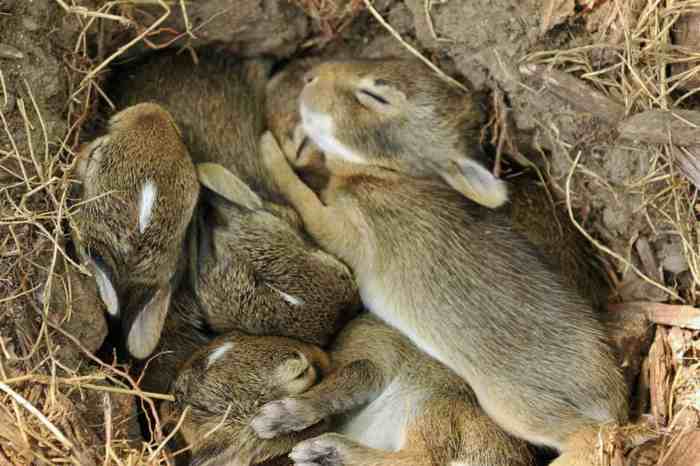 rabbit rabbits sleeping summer do sleep eyes when their nasty open water during cool night know omlet