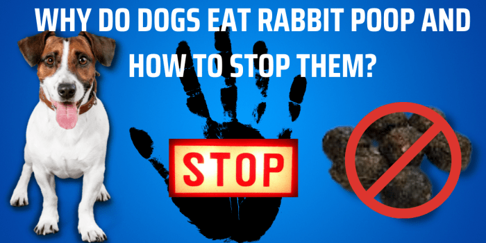 Why Do Dogs Eat Rabbit Droppings? terbaru