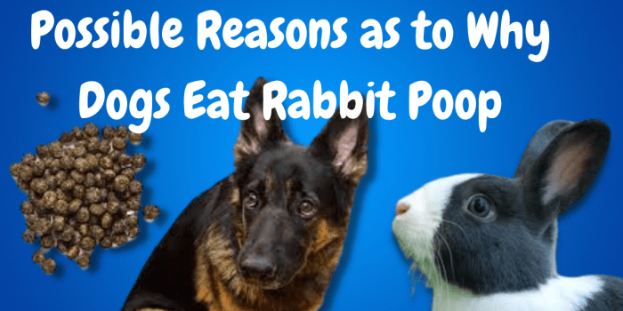 rabbit poop chart poopy smallpetselect