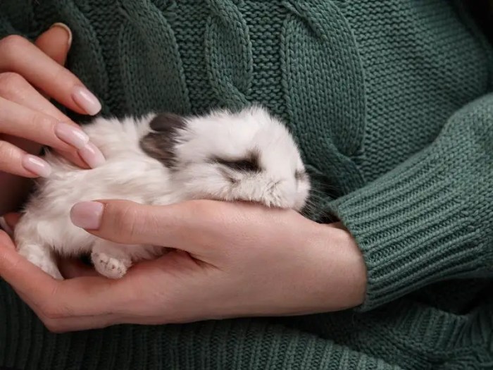 purring rabbit