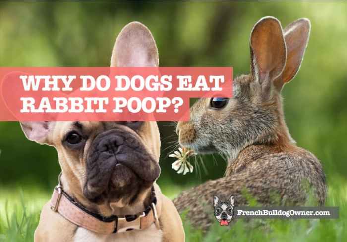 poop rabbits bunnies lop droppings scoop pigs