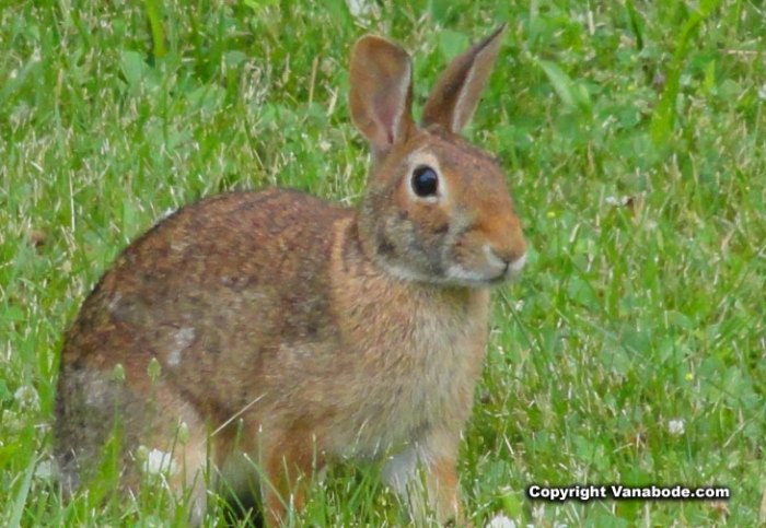 When Is Rabbit Season In Ohio? terbaru